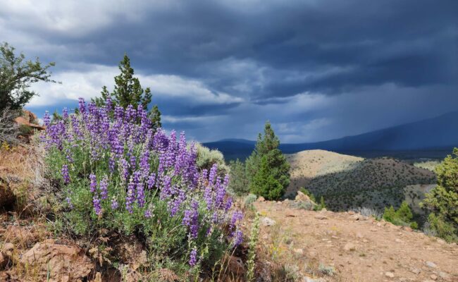 Stormy weather and silver lupine on Haystack. D. Burk.