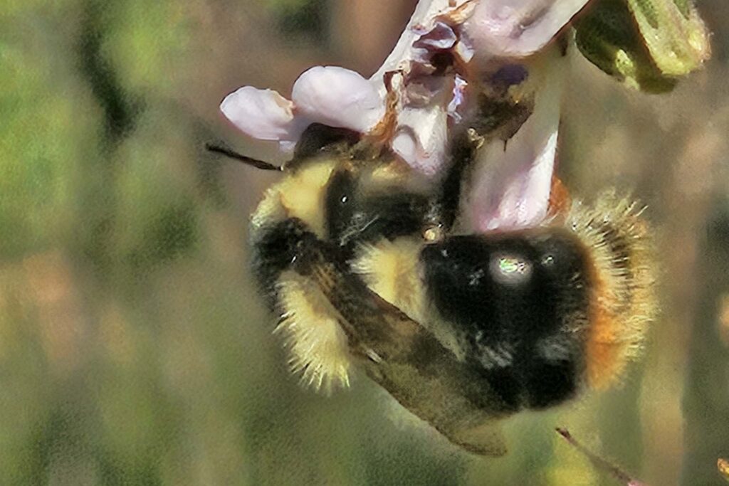 A bumblebee on penstemon at Guy's Gulch Ecological Reserve in Siskiyou County in June, 2025. Photo by P. Milner.