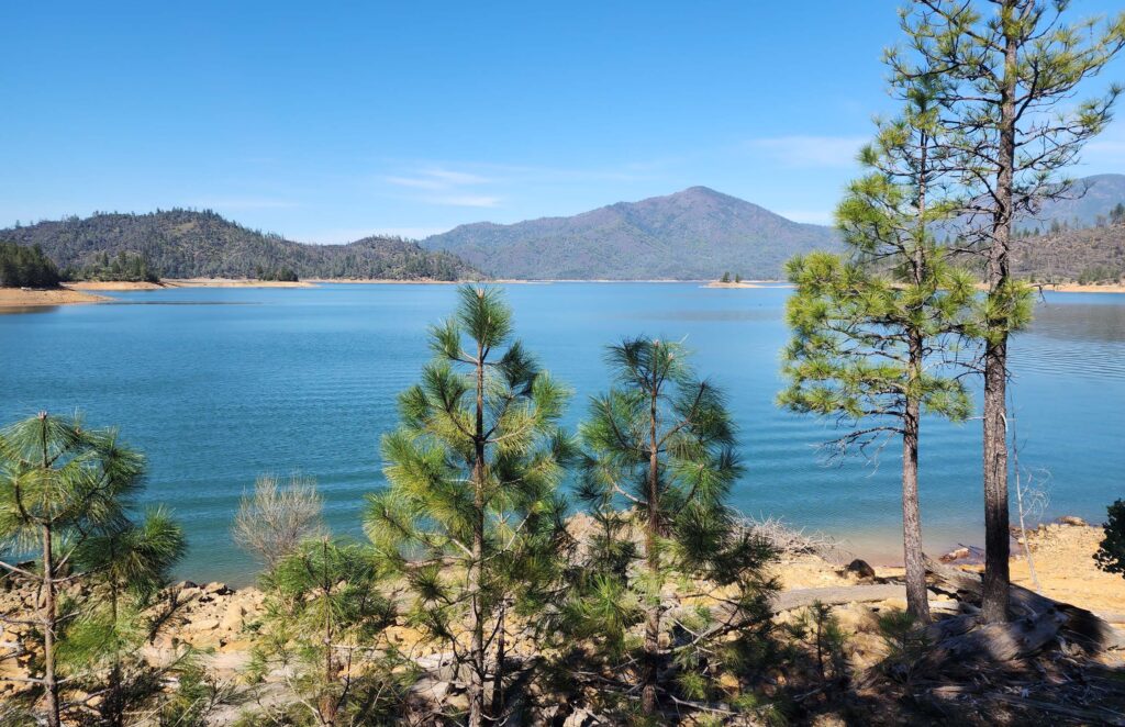 Pit River Arm of Shasta Lake. D. Burk.