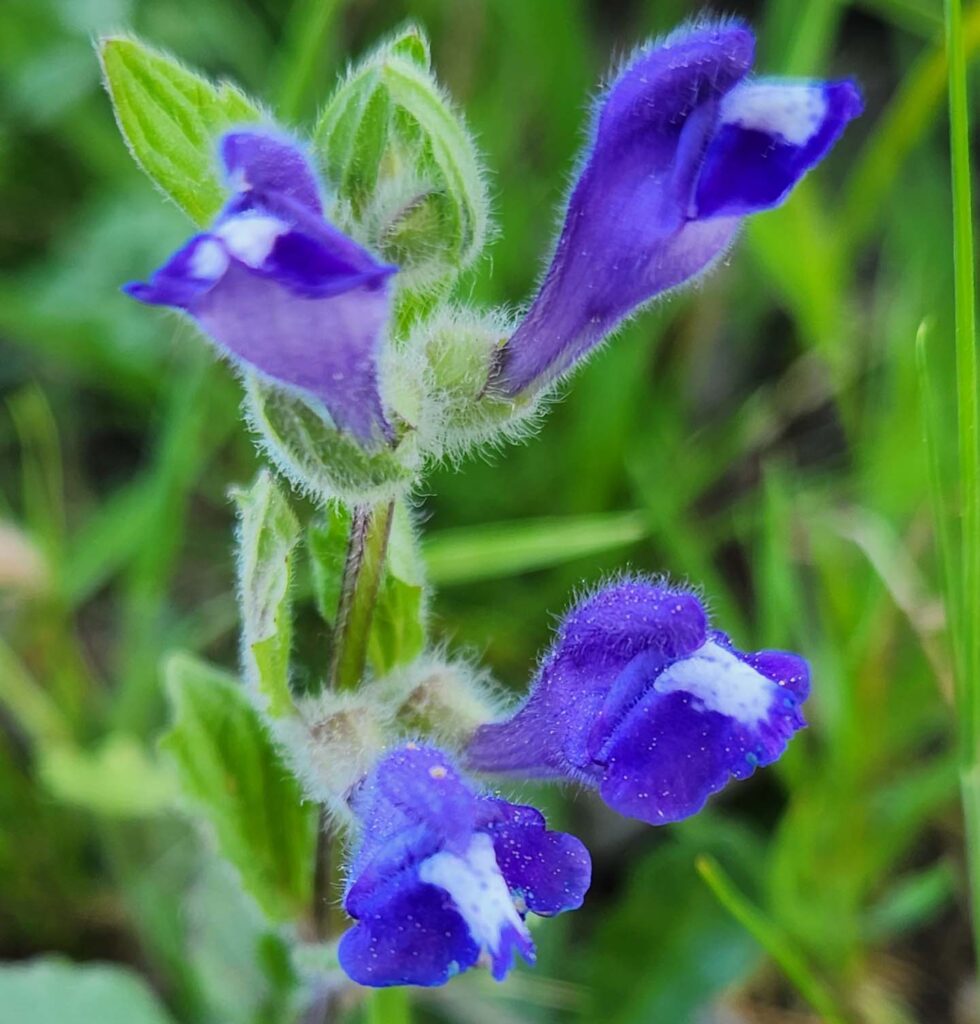 Danny's skullcap. J. Malik.