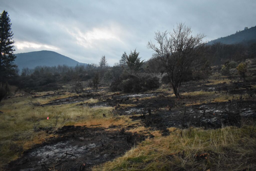 Burn piles at upper Homestead Meadow in Guy's Gulch Ecological Reserve for site prep in December, 2025. Photo by S. Pastore.