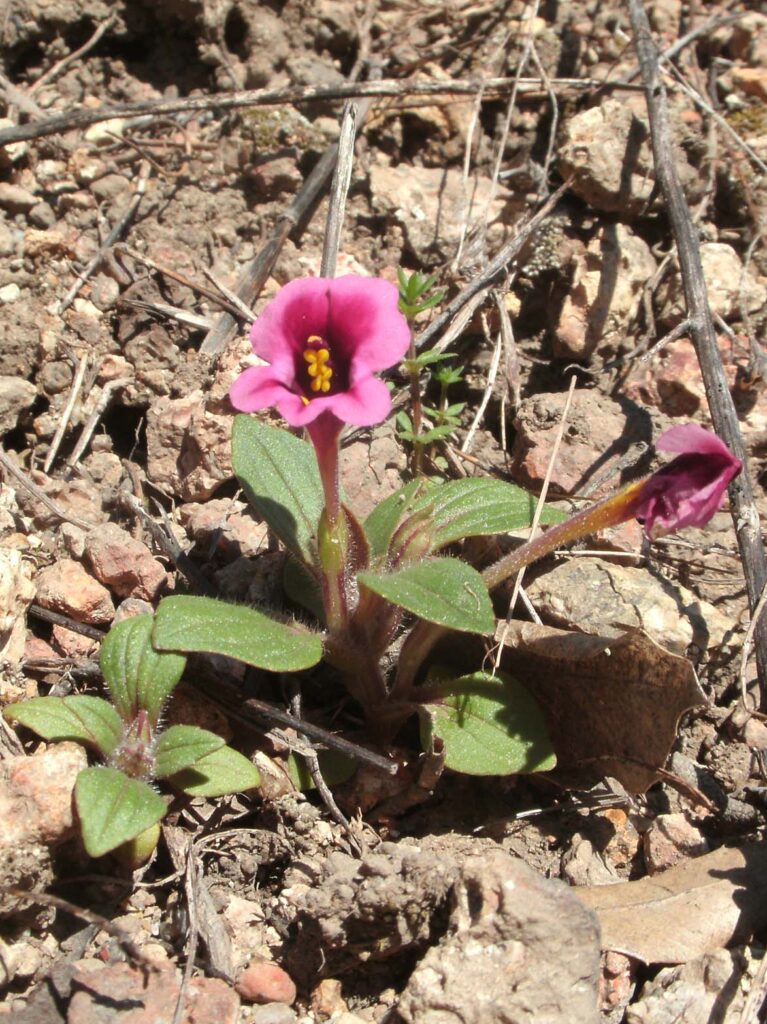 Kellogg's monkeyflower. D. Burk.