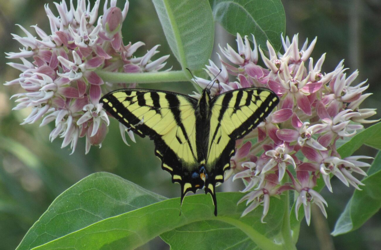 A swallowtail butterfly on showy milkweed at Shasta Valley Wildlife Area. Photo by P. Milner.