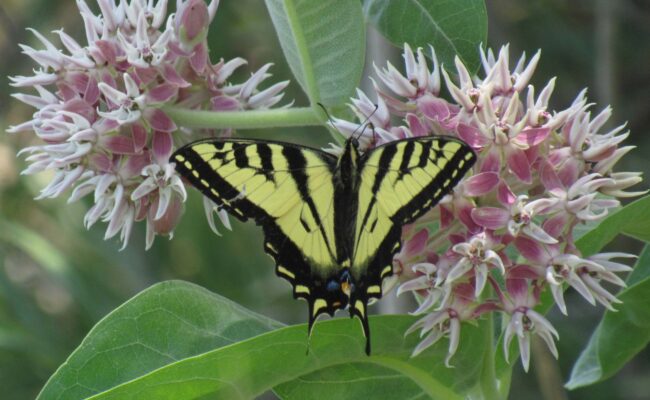 A swallowtail butterfly on showy milkweed at Shasta Valley Wildlife Area. Photo by P. Milner.