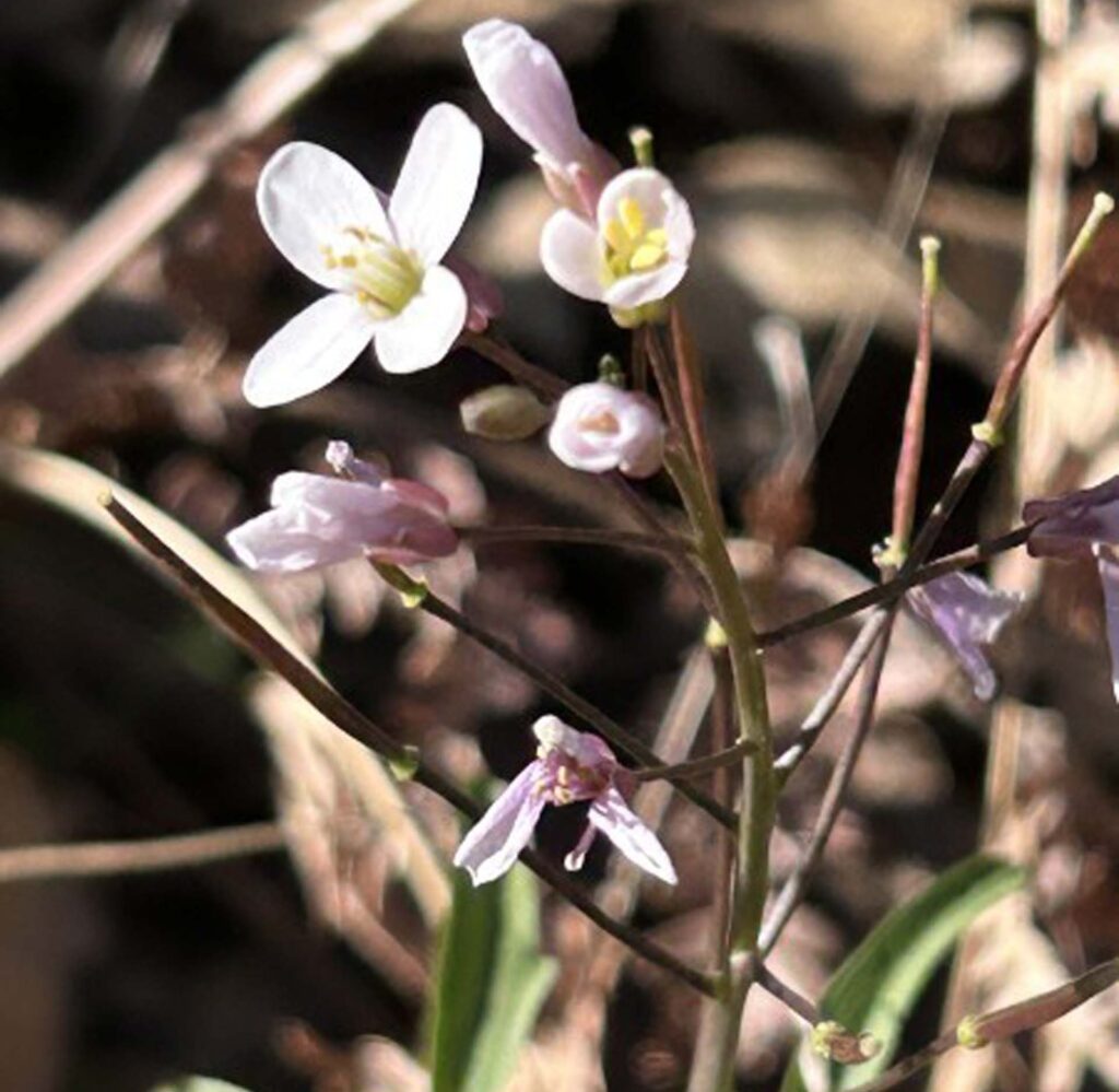 Milkmaids. MA McCrary.