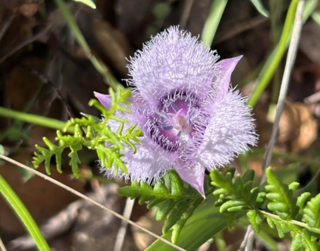 Pussy-ears. MA McCrary.