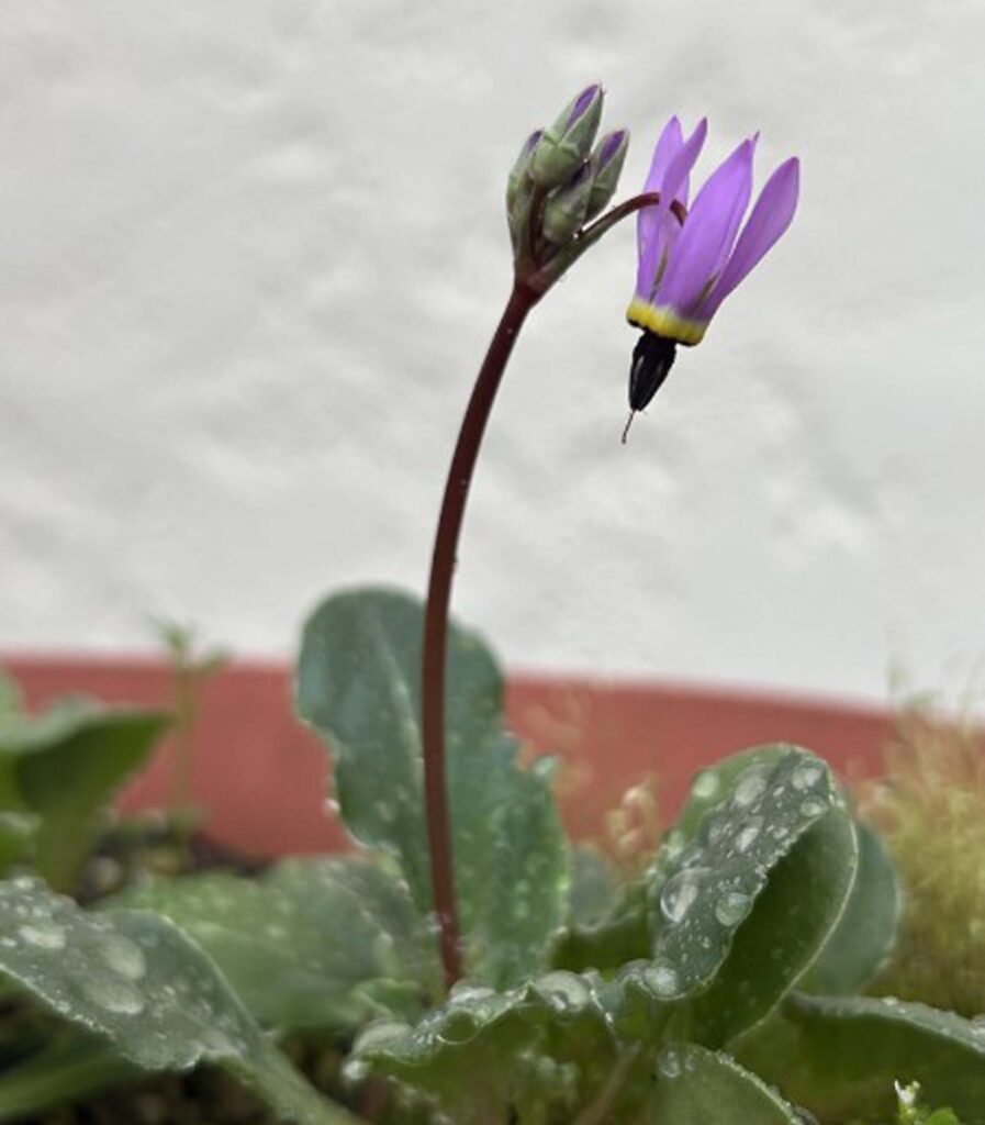 Shooting-stars growing in a pot. MA McCrary.
