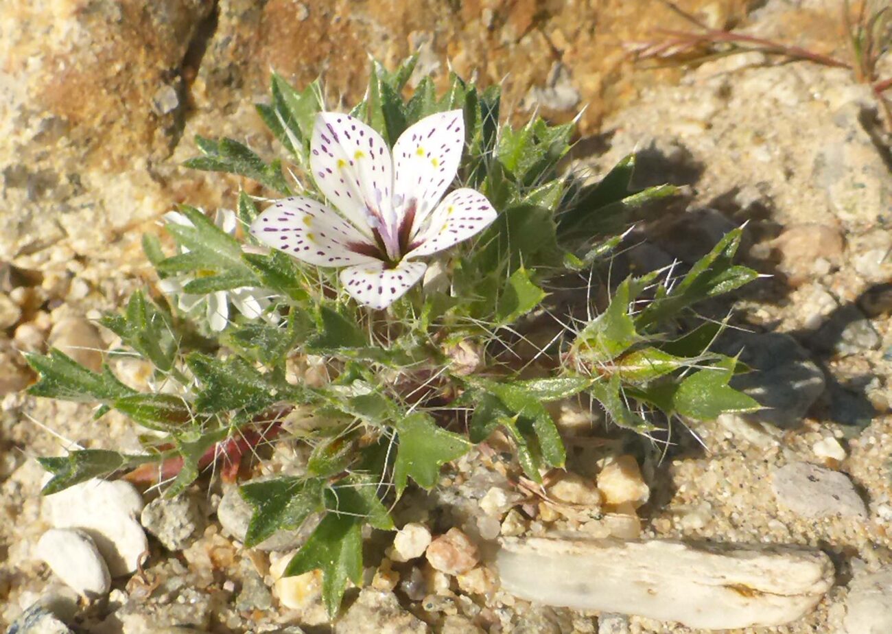 Lilac sunbonnet. D. Burk.