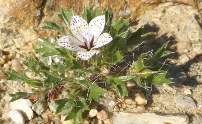 Lilac sunbonnet. D. Burk.