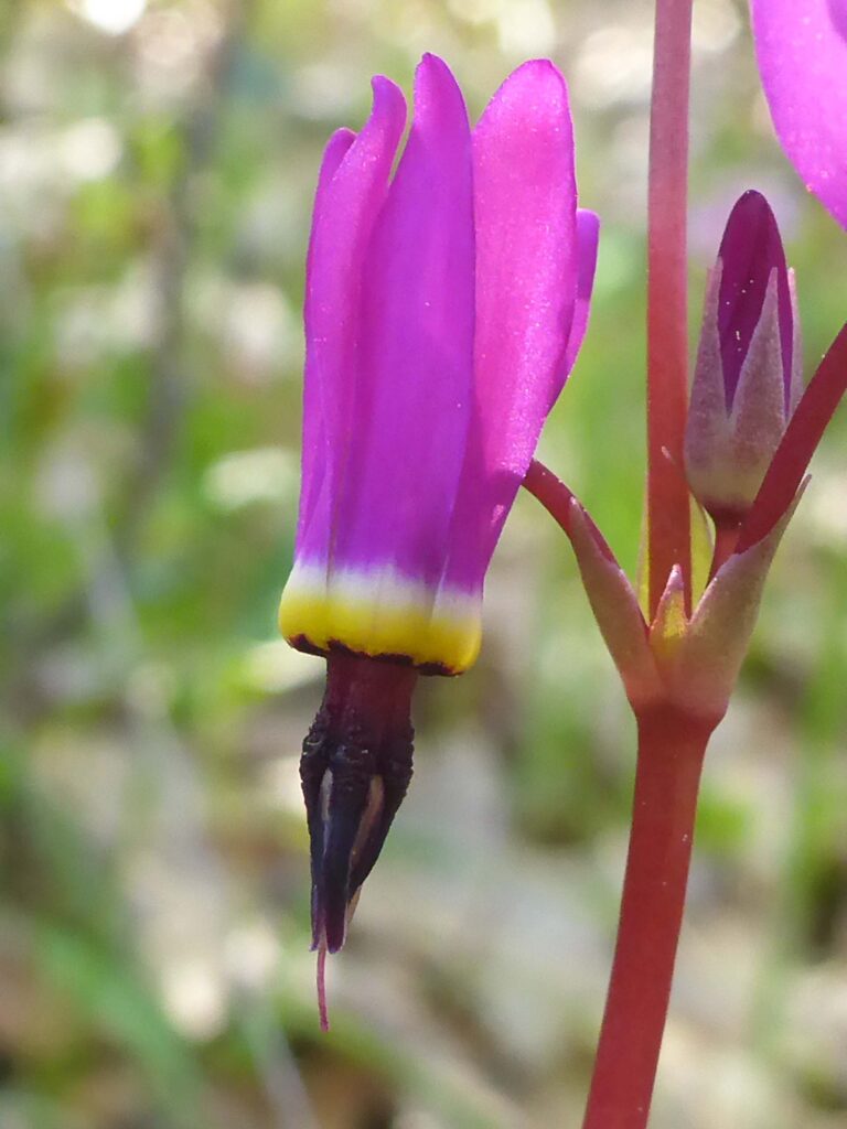 Henderson's shooting-stars. D. Burk.