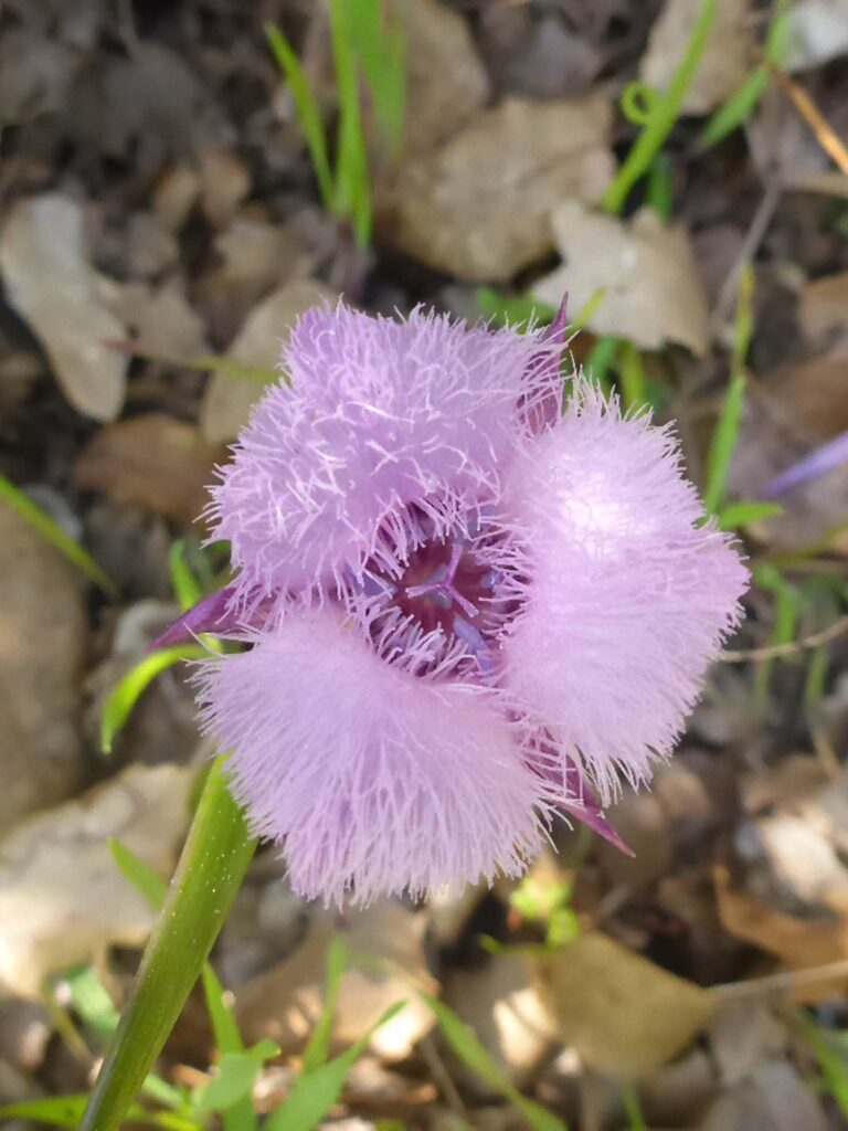 Pussy-ears. D. Burk.