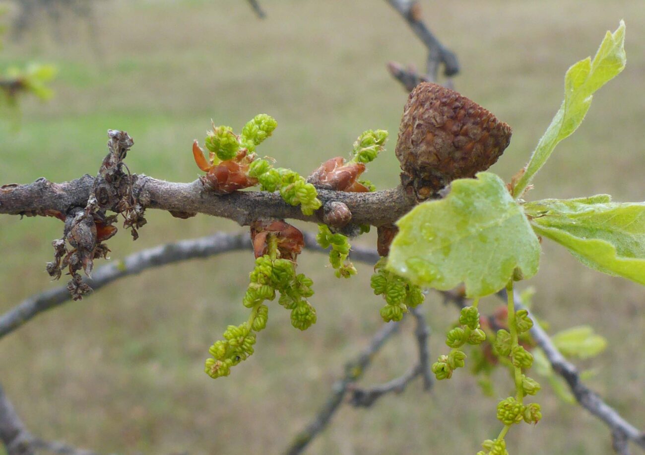 Blue oak flowers, new leaves, and old acorn cap. D. burk.