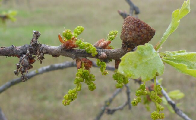 Blue oak flowers, new leaves, and old acorn cap. D. burk.