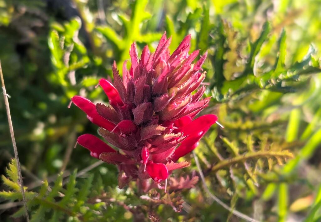 Warrior's plume. R. Redlich.