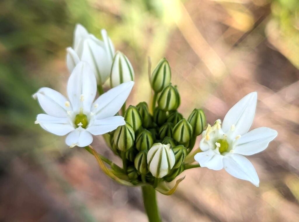 White brodiaea. R. Redlich.