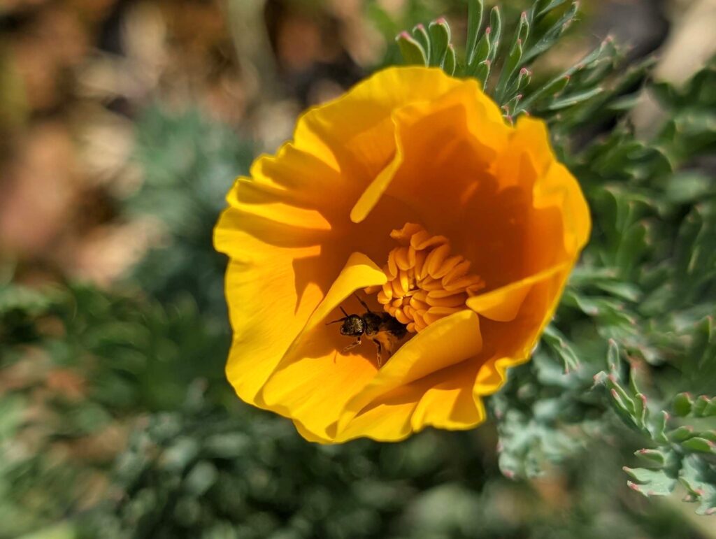 Foothill poppy and bee. R. Redlich.