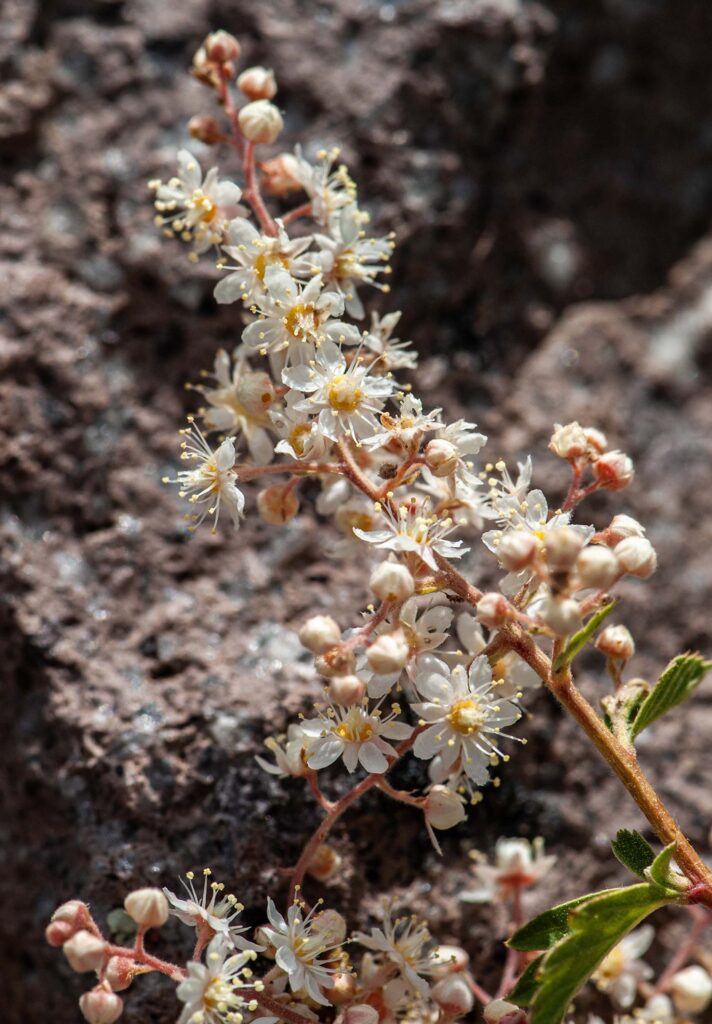 Rock-spiraea. G. Lockett. Chaos Crags, LVNP.