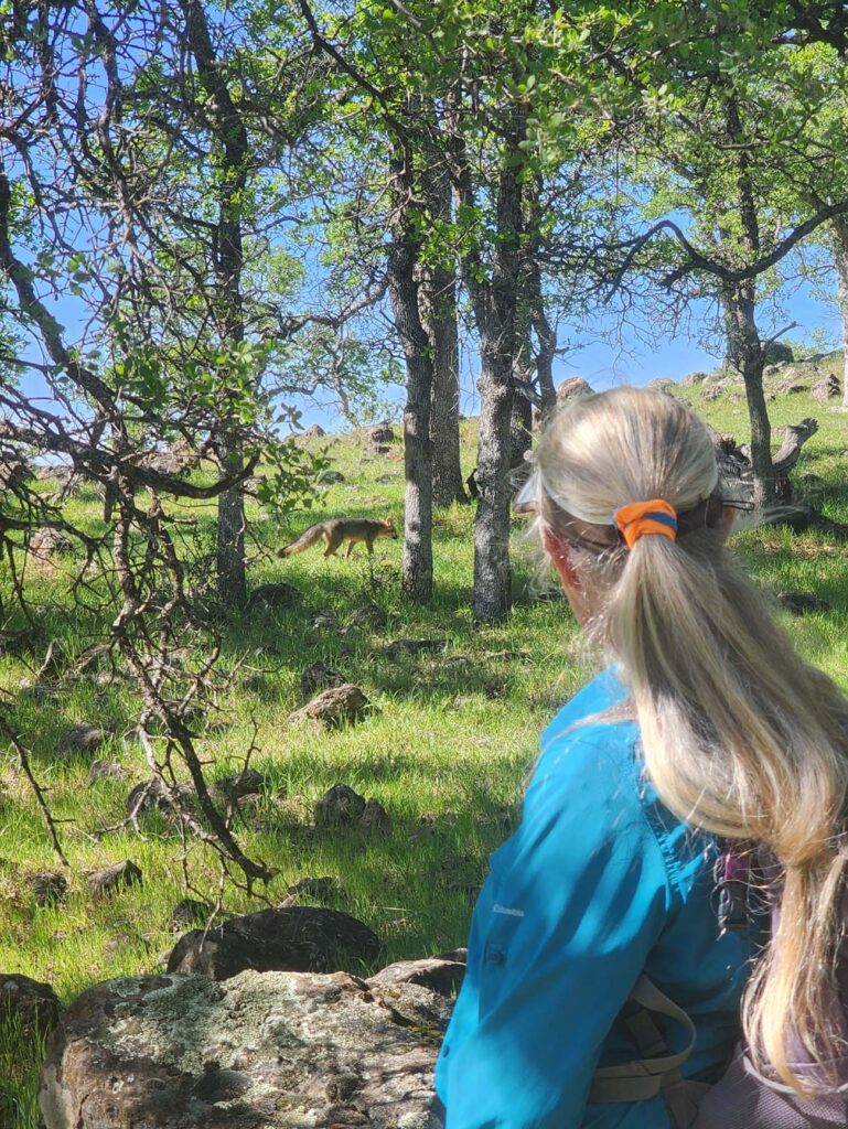 Gray fox. Sacramento River Bend Recreation Area. March 15, 2026. D. Burk.