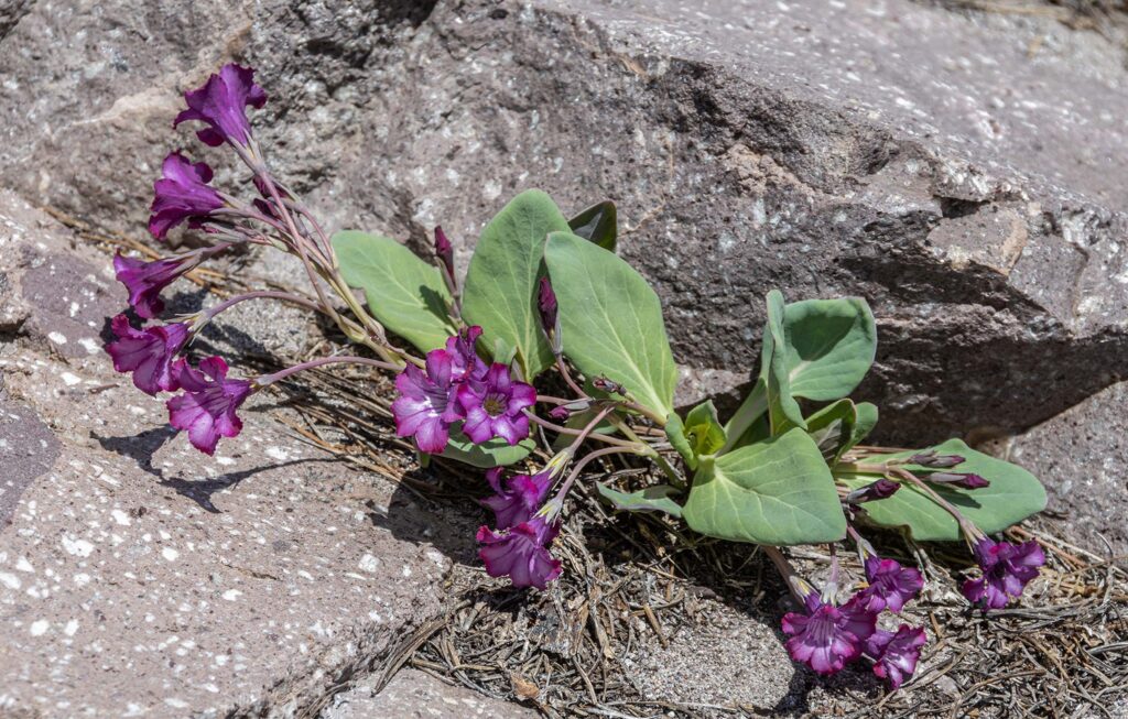 Cycladenia, LVNP. G. Lockett.