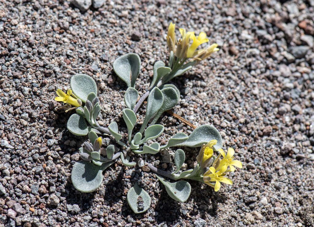 Westernbladderpod. LVNP. G. Lockett.