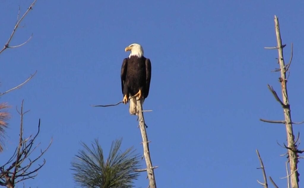 Bald eagle. M. Woodhouse.