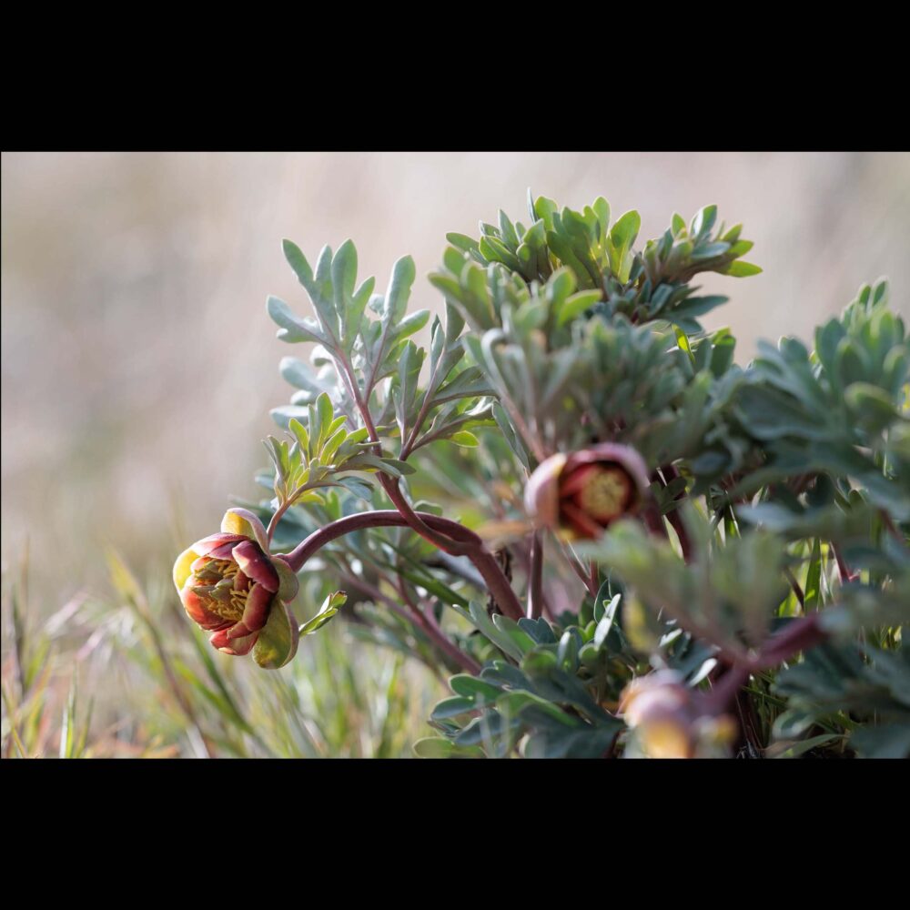 Browns Peony