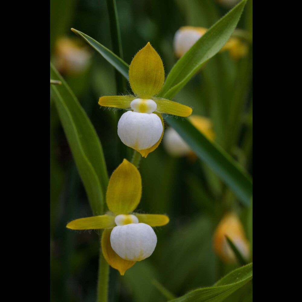 CA Ladys Slipper