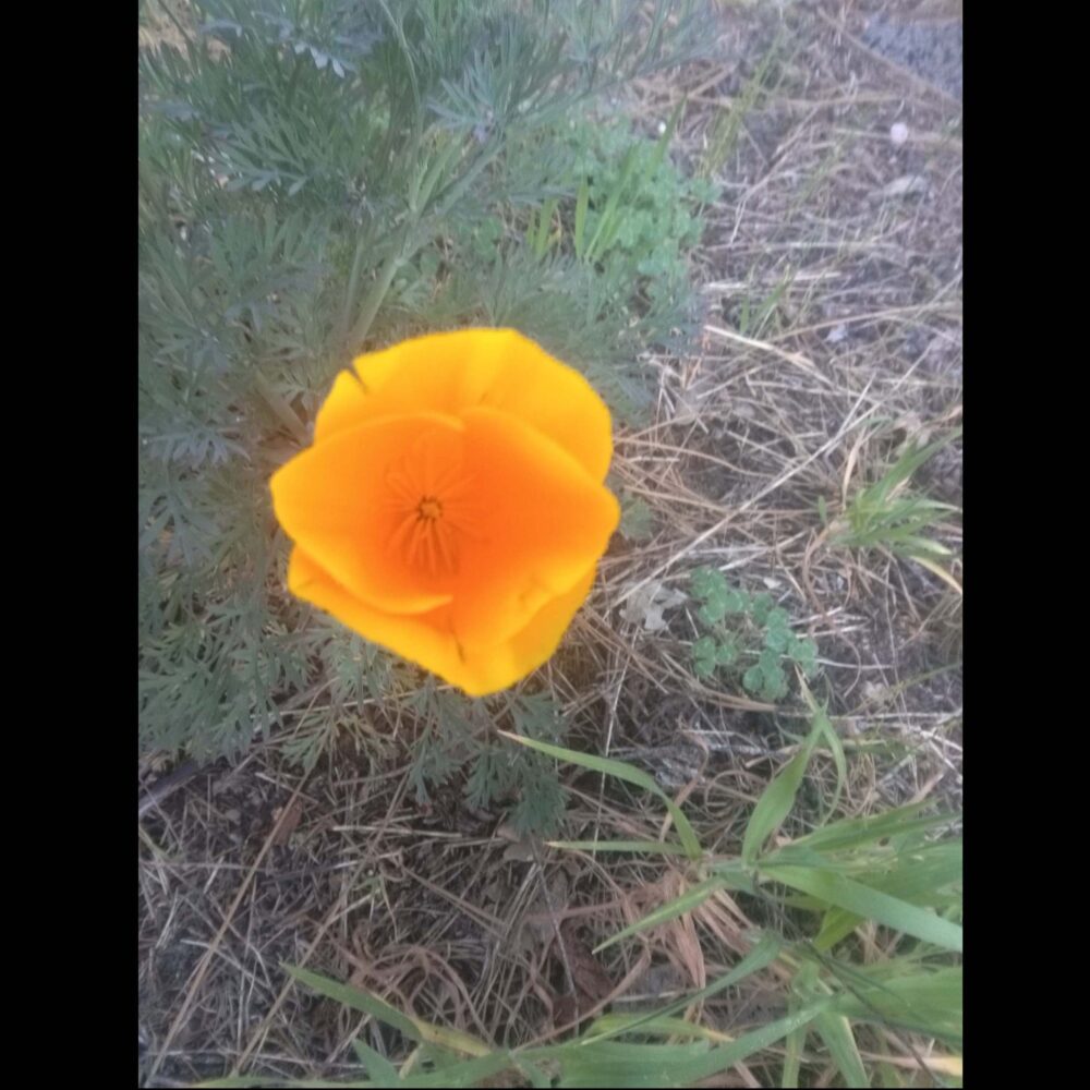 California Poppy, Eschscholzia californica