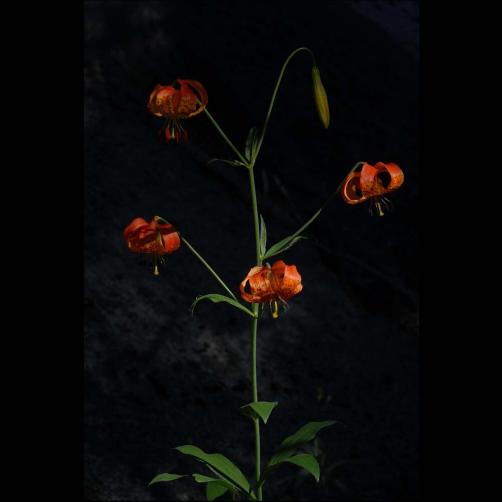 California Tiger Lily, Lilium pardalinum