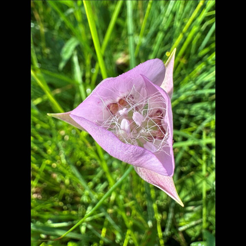 Calochortus longebarbatus var. longebarbatus