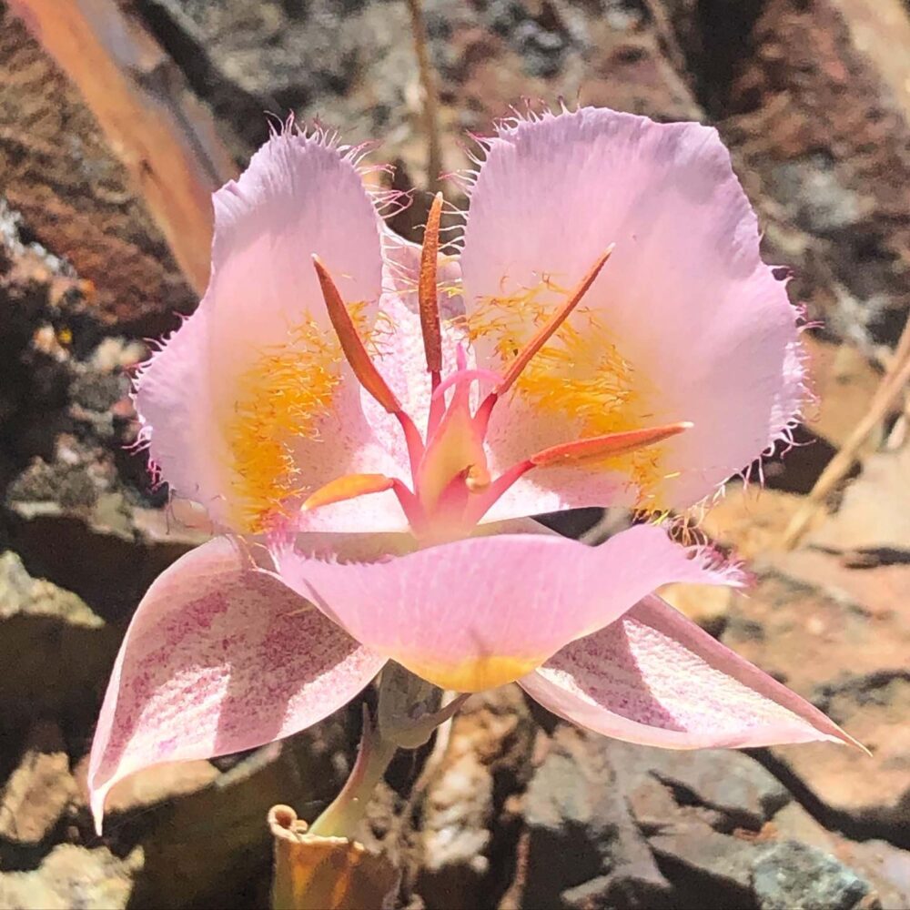 Calochortus persistens (rare)