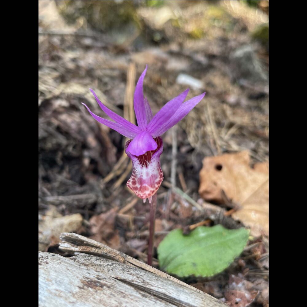 Calypso bulbosa