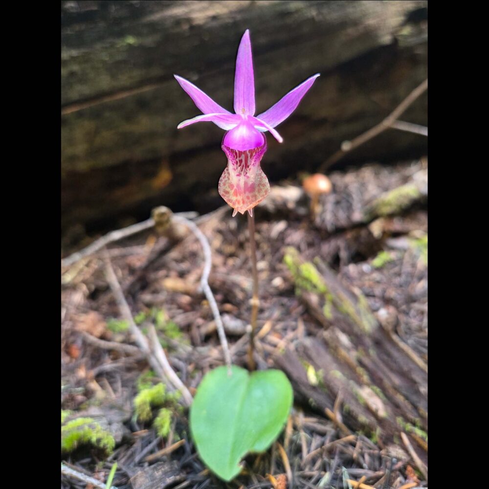 Calypso in Trinity County