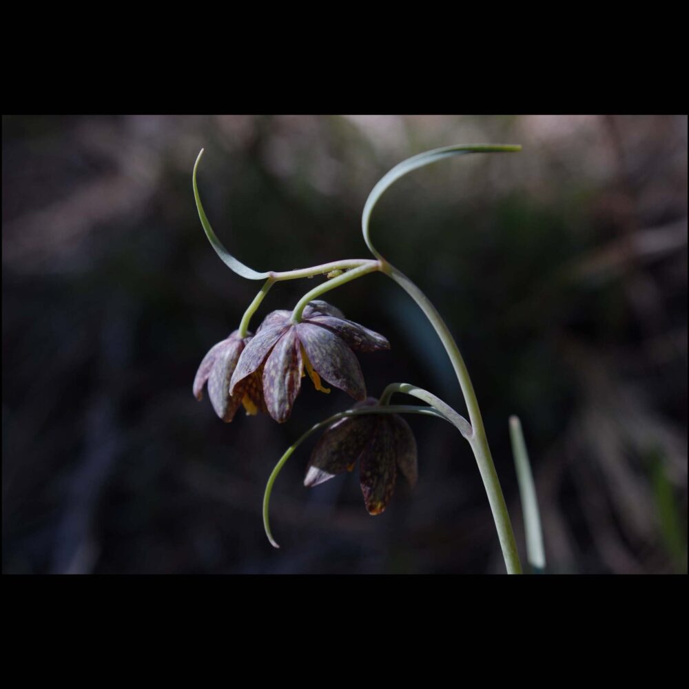 Checkerlily, Fritillaria affinis