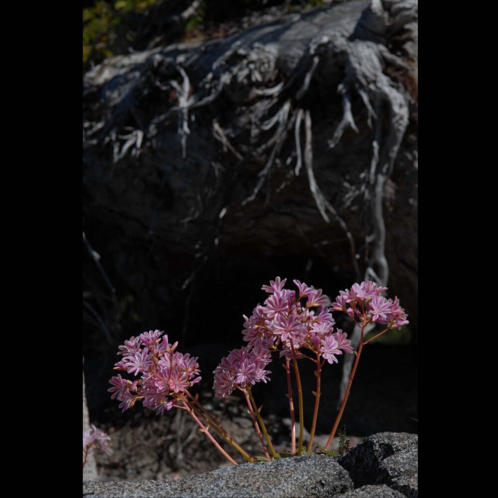 Cliff Maids, Lewisia cotyledon