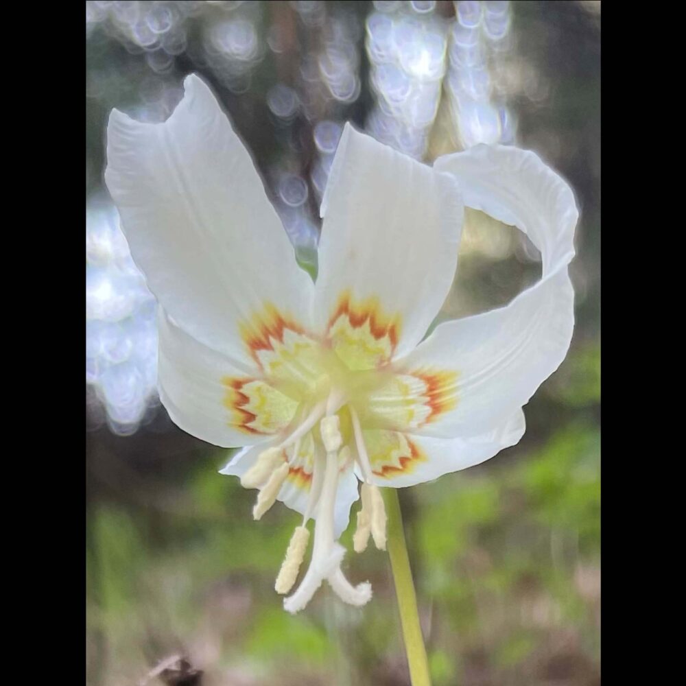 Close to Erythronium