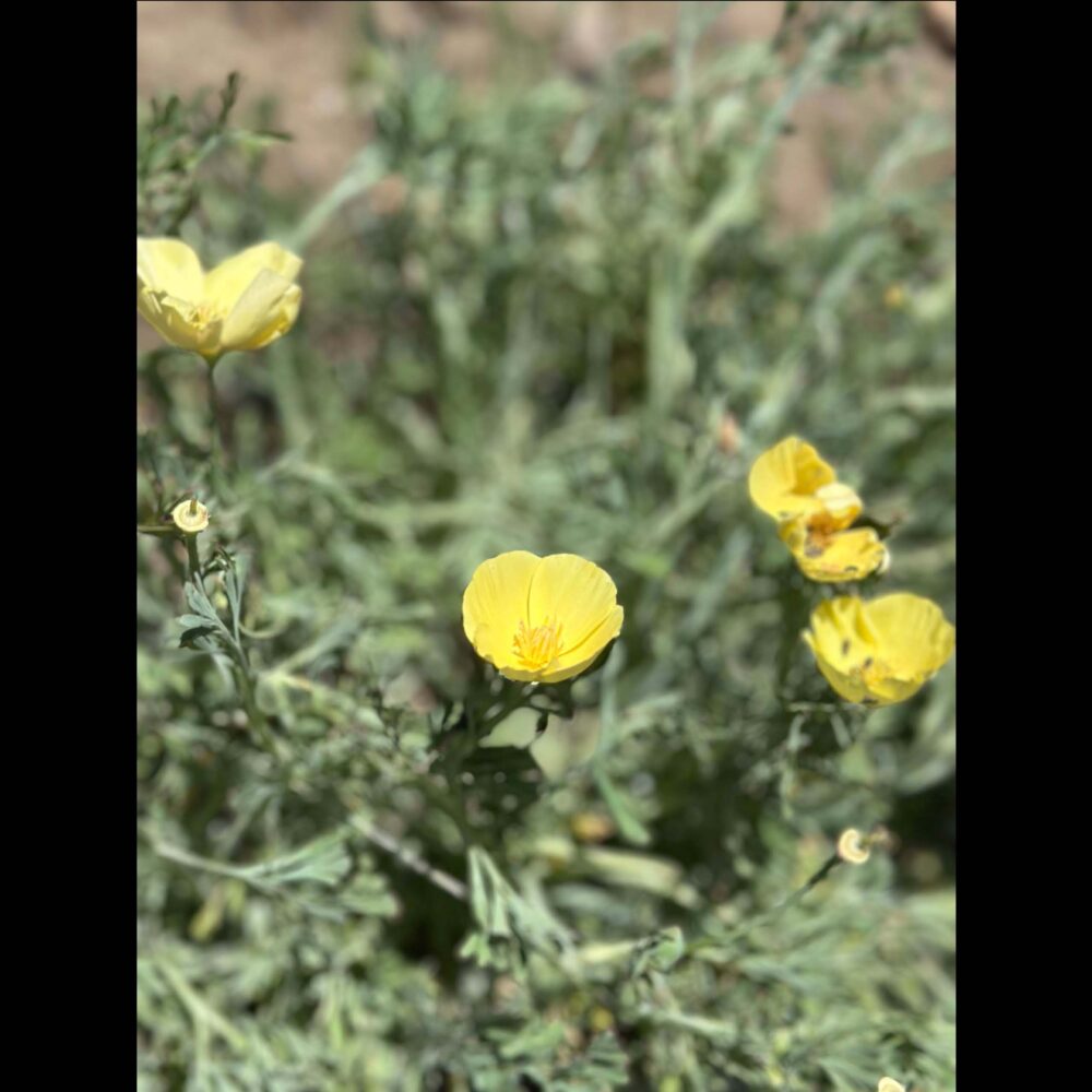 Creamy California Poppy, Eschscholzia californica