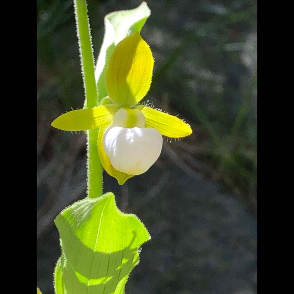 Cypripedium californicum (rare)
