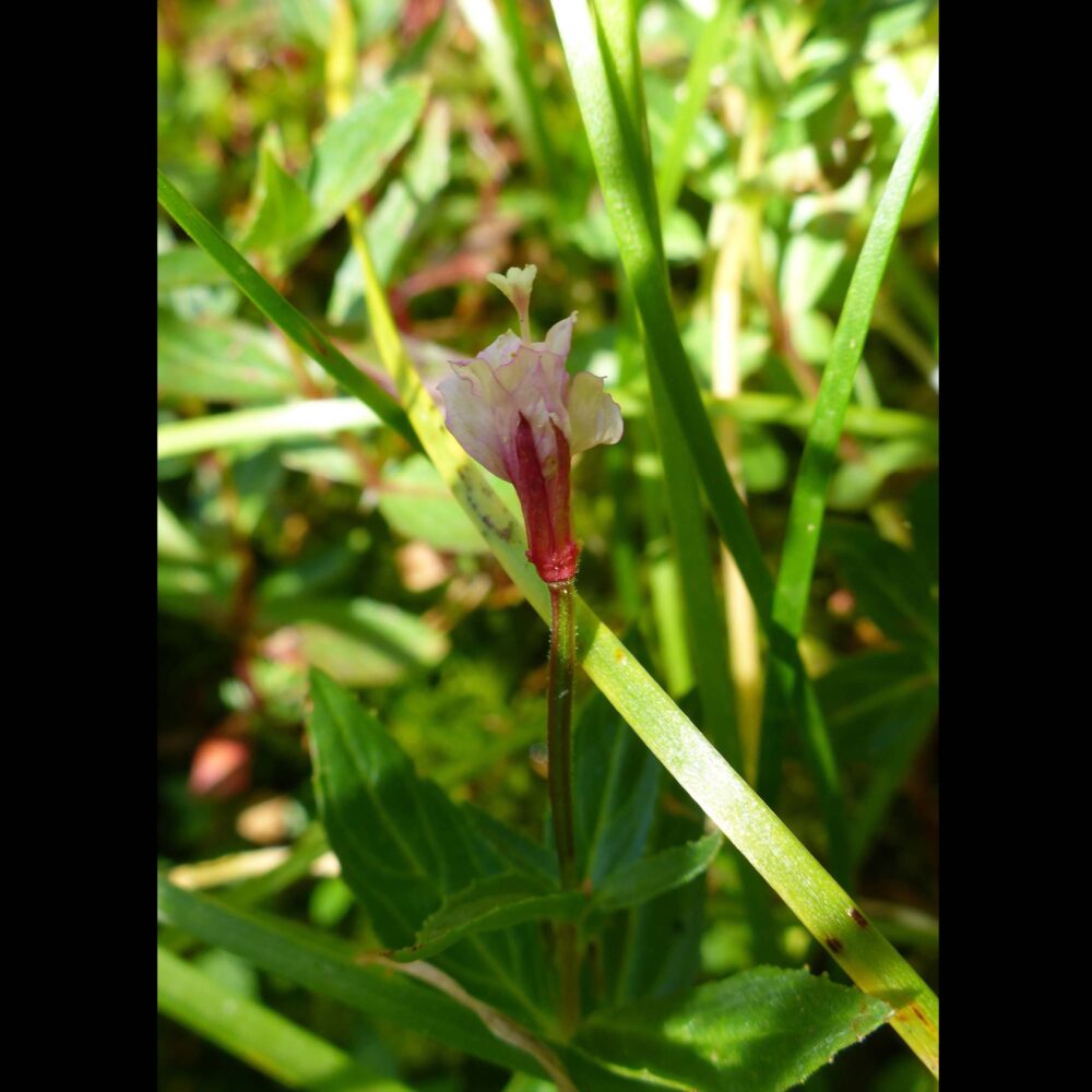 Epilobium luteum