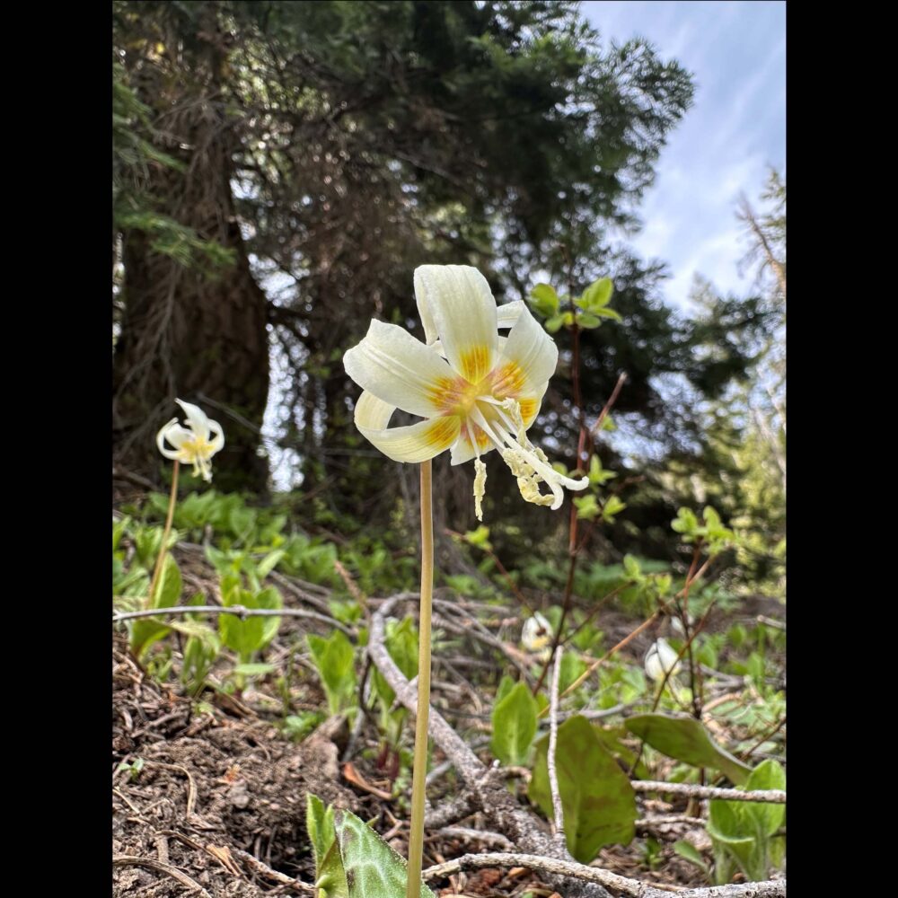 Erythronium oregonum