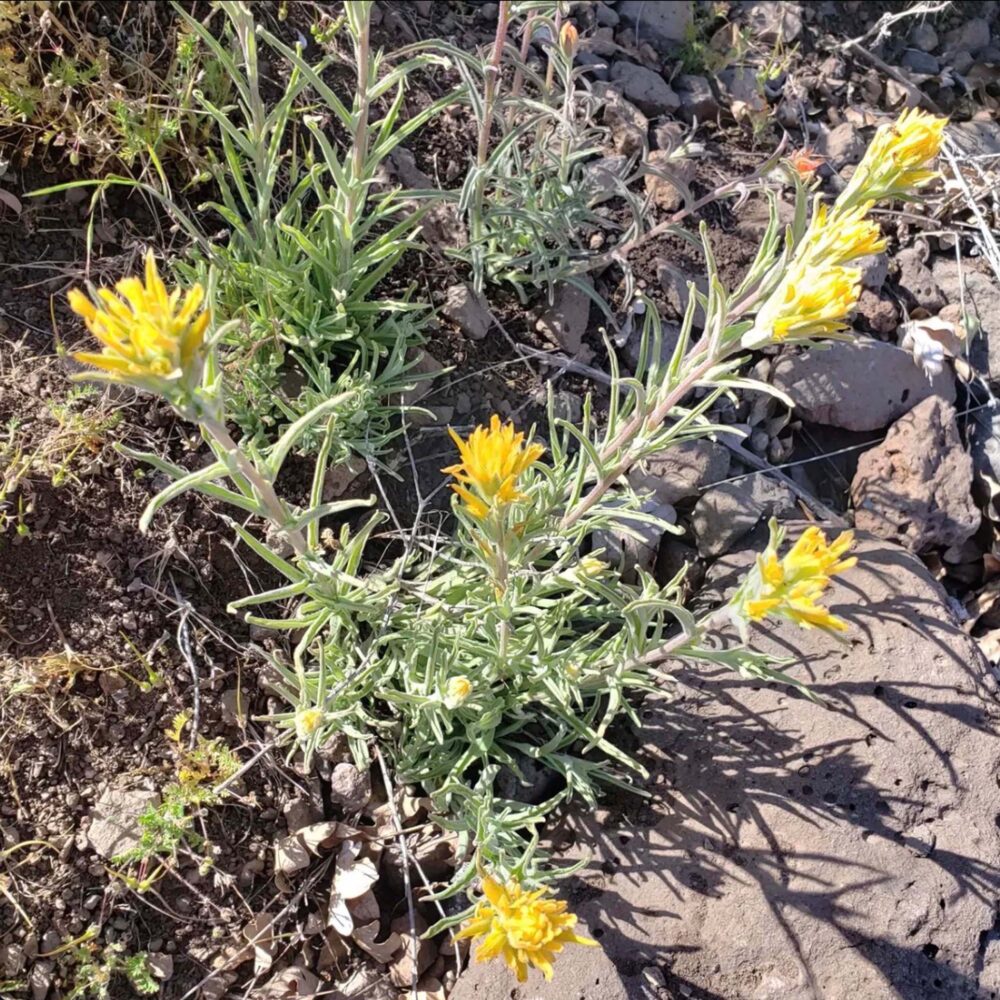 Frosted Indian Paintbrush, Castilleja pruinosa