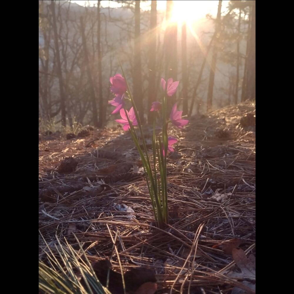 Grasswidows, Olsynium douglasii