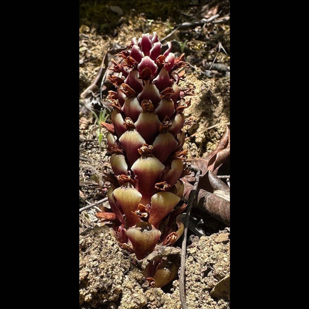 Groundcone