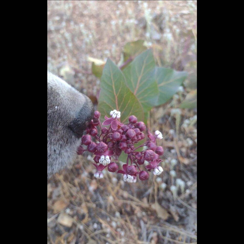 Heartleaf Milkweed, Ascepius cordifolia