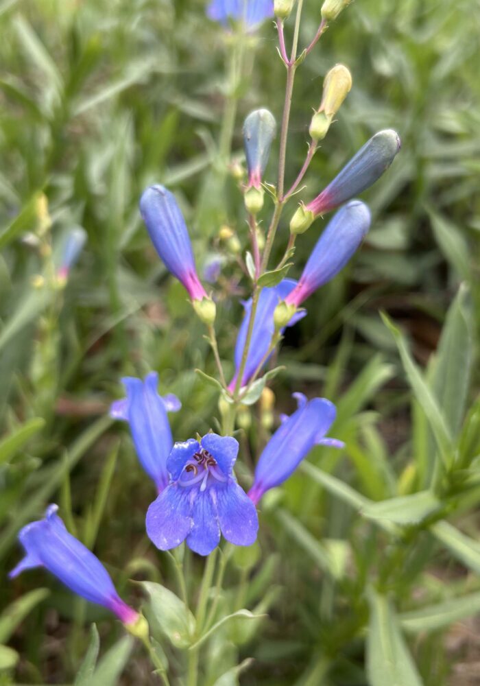 Azure penstemon. MA McCrary. April 8, 2026.