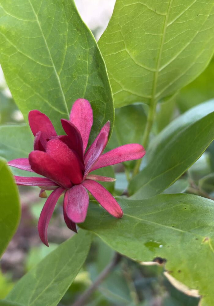 Western spicebush. MA McCrary. April 14, 2026.