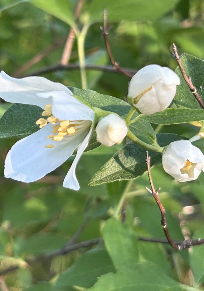 Mock orange. MA McCrary. April 14, 2026.