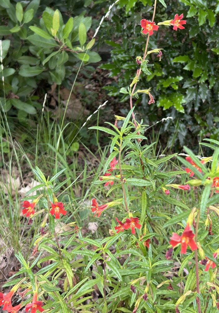 Red bush monkeyflower, oniongrass, toyon, and Oregon grape. MA McCrary. April 20, 2026.