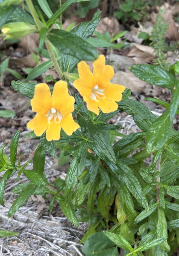 Golden bush monkeyflower. MA McCrary. April 20, 2026.