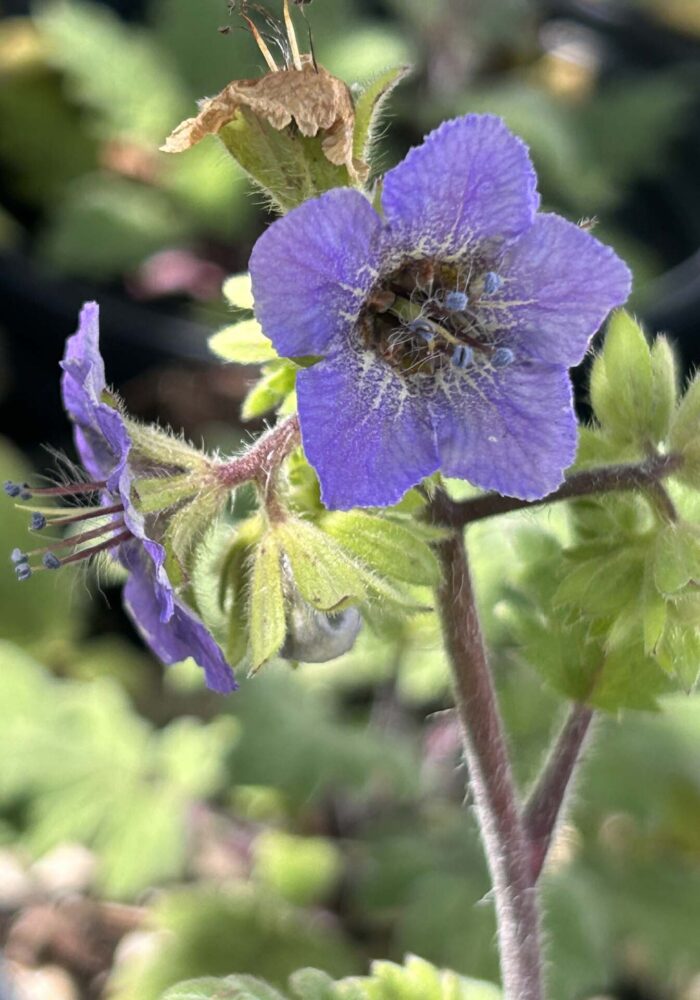 Bolander’s phacelia. MA McCrary. April 23, 2026.